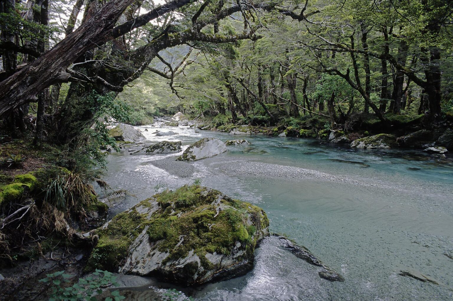 The ROUTEBURN RIVER winds through the BEECH FOREST in MT ASPIRING NATIONAL PARK - SOUTH ISLAND, NEW ZEALAND