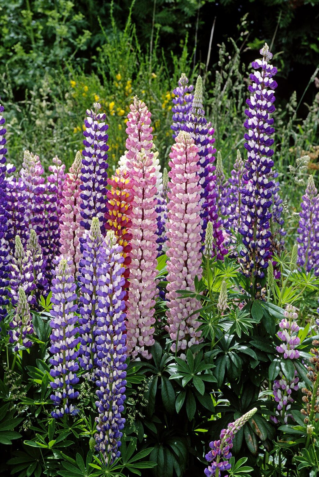 Multicolored LUPINES bloom along the roadside - SOUTH ISLAND