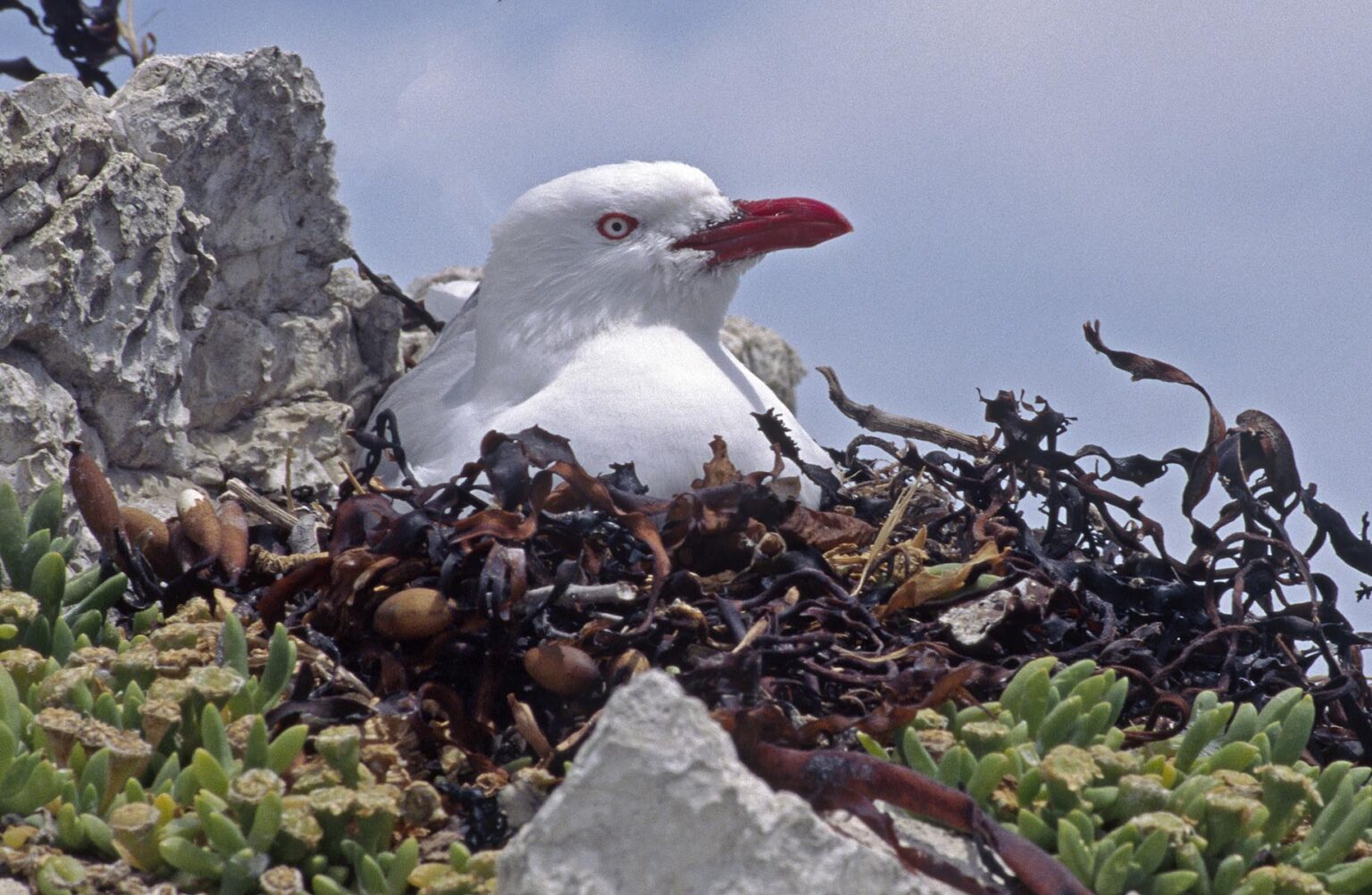 RED BILLED GULL nests along the KAIKOURA coast - SOUTH ISLAND, NEW ZEALAND