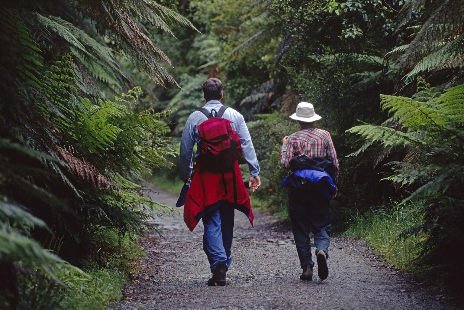 Hikers explore the TEMPERATE RAIN FOREST of the SOUTH ISLANDS west side - NEW ZEALAND
