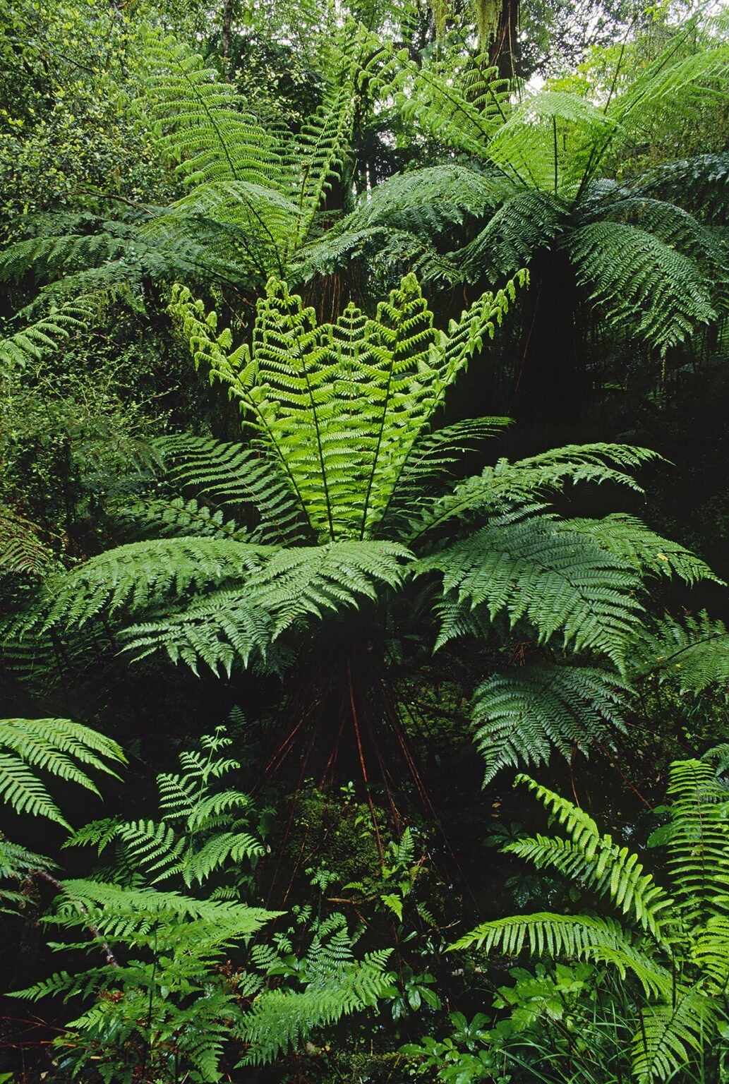 The RAIN FORESTS of the SOUTH ISLANDS west side contain hundreds of species of FERNS as seen in this photo - NEW ZEALAND