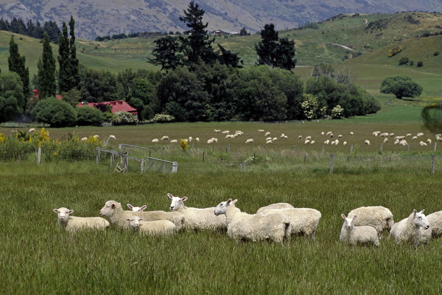 A flock of SHEEP graze on the lush pasture found near Queenstown; (New Zealand has 70 million sheep) - SOUTH ISLAND, NEW ZEALAND