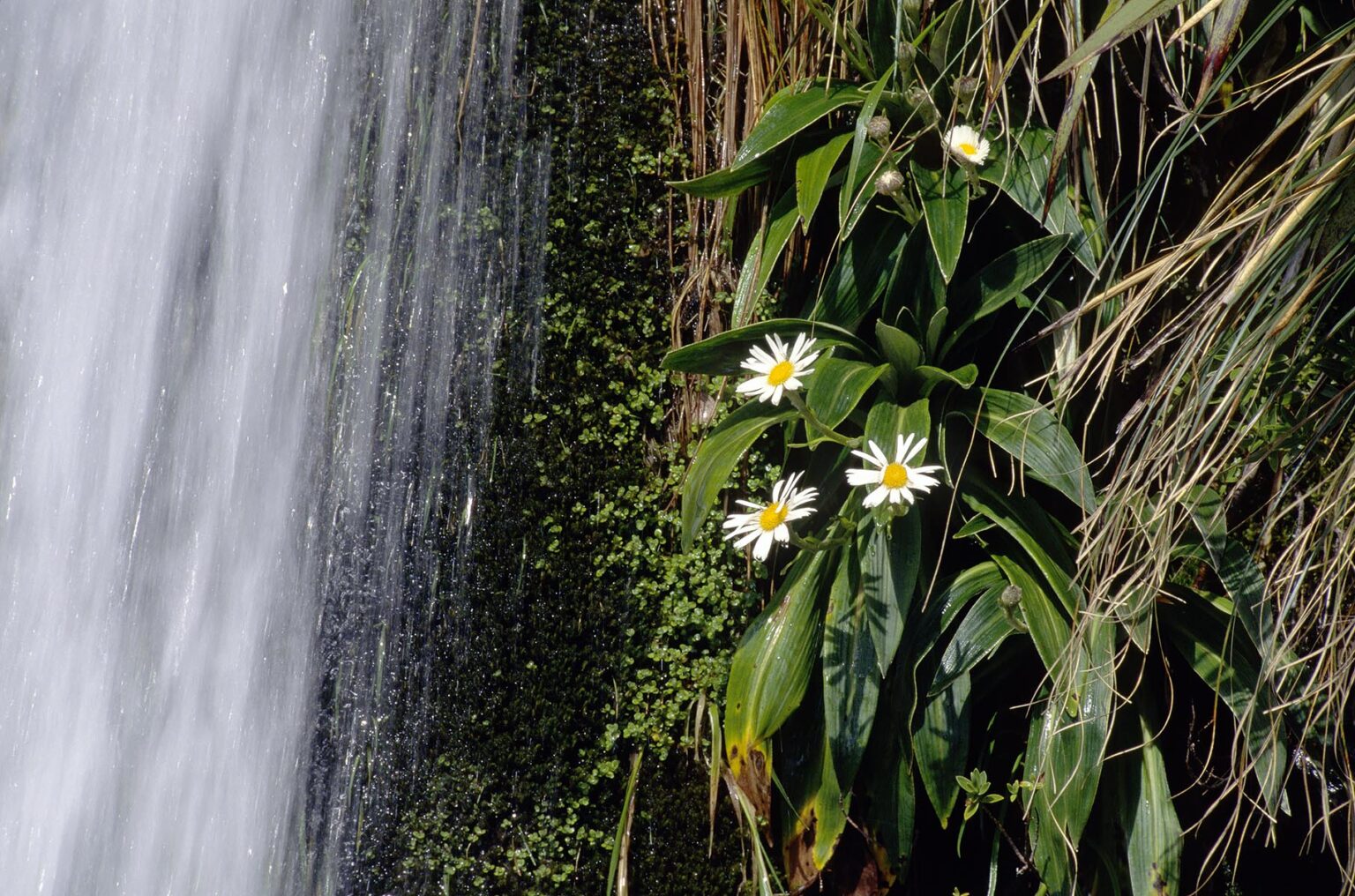 MOUNTAIN DAISIES grow next to a waterfall along the ROUTEBURN TRACK - FIORDLAND NATIONAL PARK