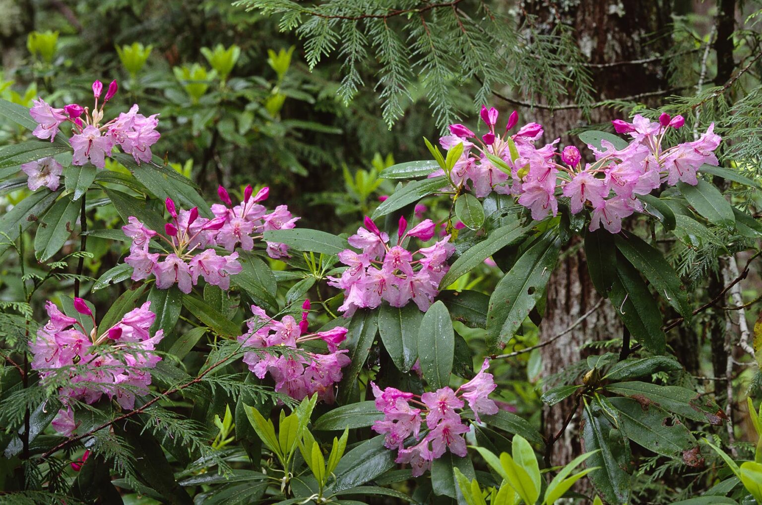 RHODODENDRONS (Ericaceae family) in BLOOM in the Forest on the CASCADE MOUNTAINS - OREGON