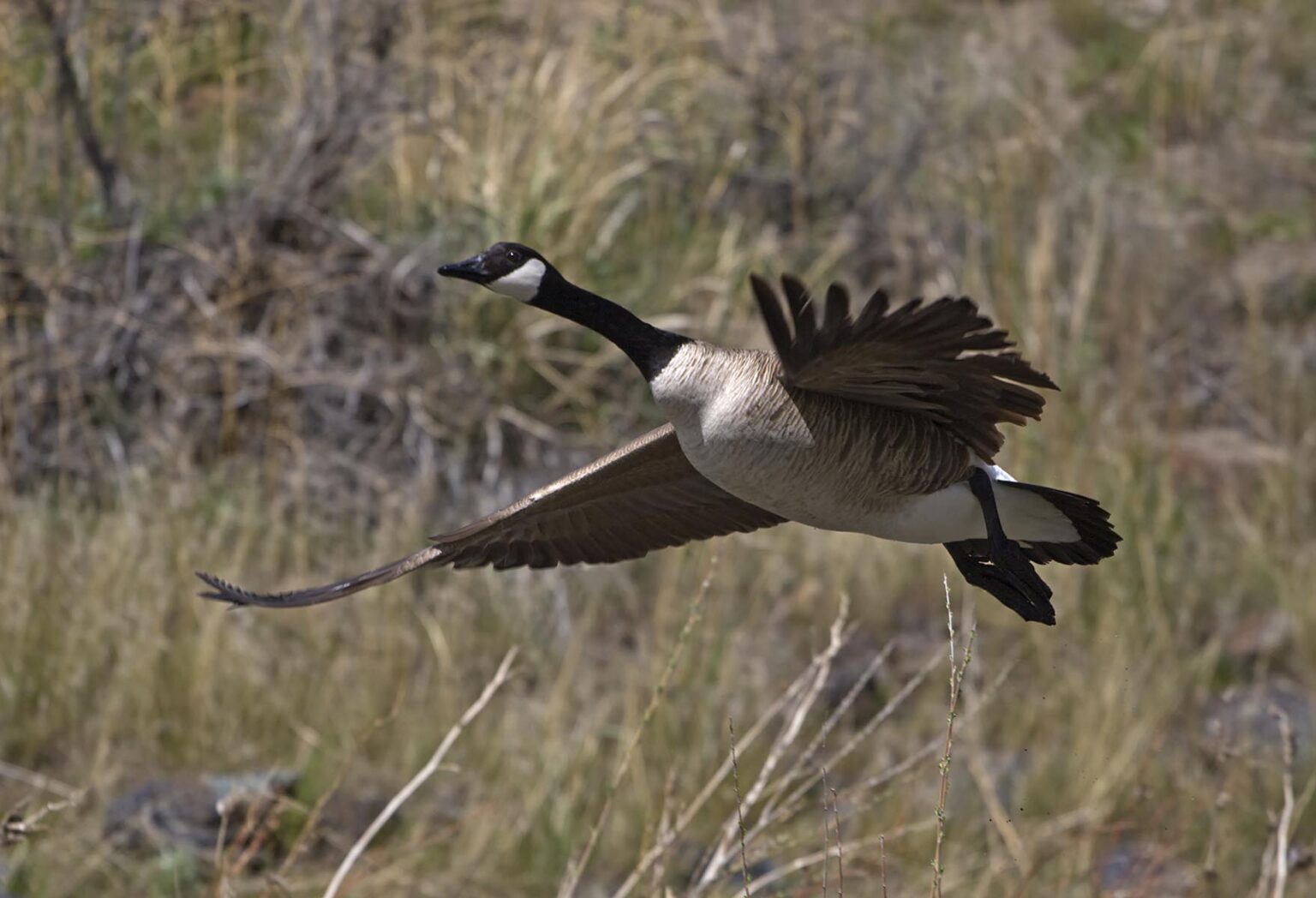 A CANADIAN GOOSE (Branta canadensi) flying along the wild and scenic OWYHEE RIVER - EASTERN, OREGON