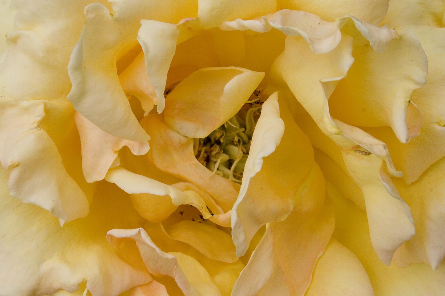 Close-up of yellow rose in the Portland Rose Garden also known as the INTERNATIONAL ROSE TEST GARDEN has more than 8,000 rose plants - PORTLAND, OREGON