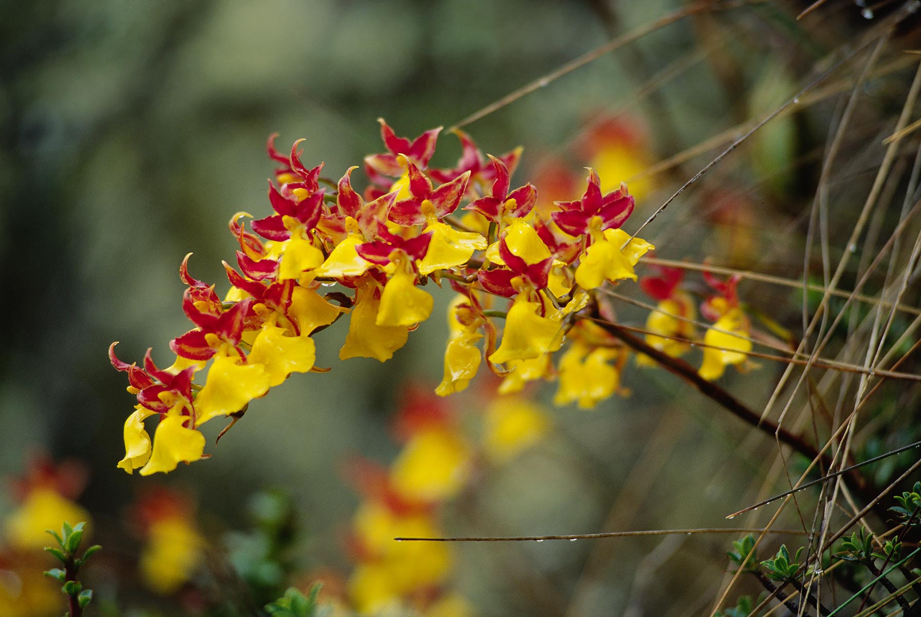 Beautiful YELLOW ORCHID found commonly near the Ruins of  SAYACMARCA on the INCA TRAIL TO MACHU PICCHU - PERUVIAN ANDES