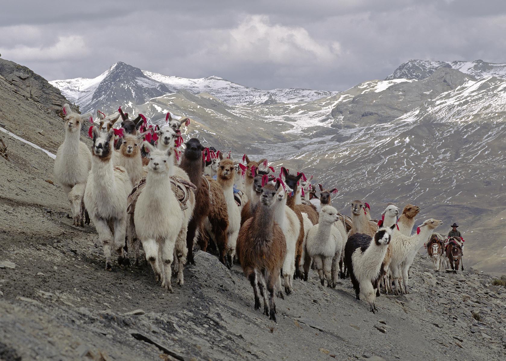 A herd of LLAMAS on the trail below ARAPA PASS on AUZANGATE'S west flank - PERUVIAN ANDES