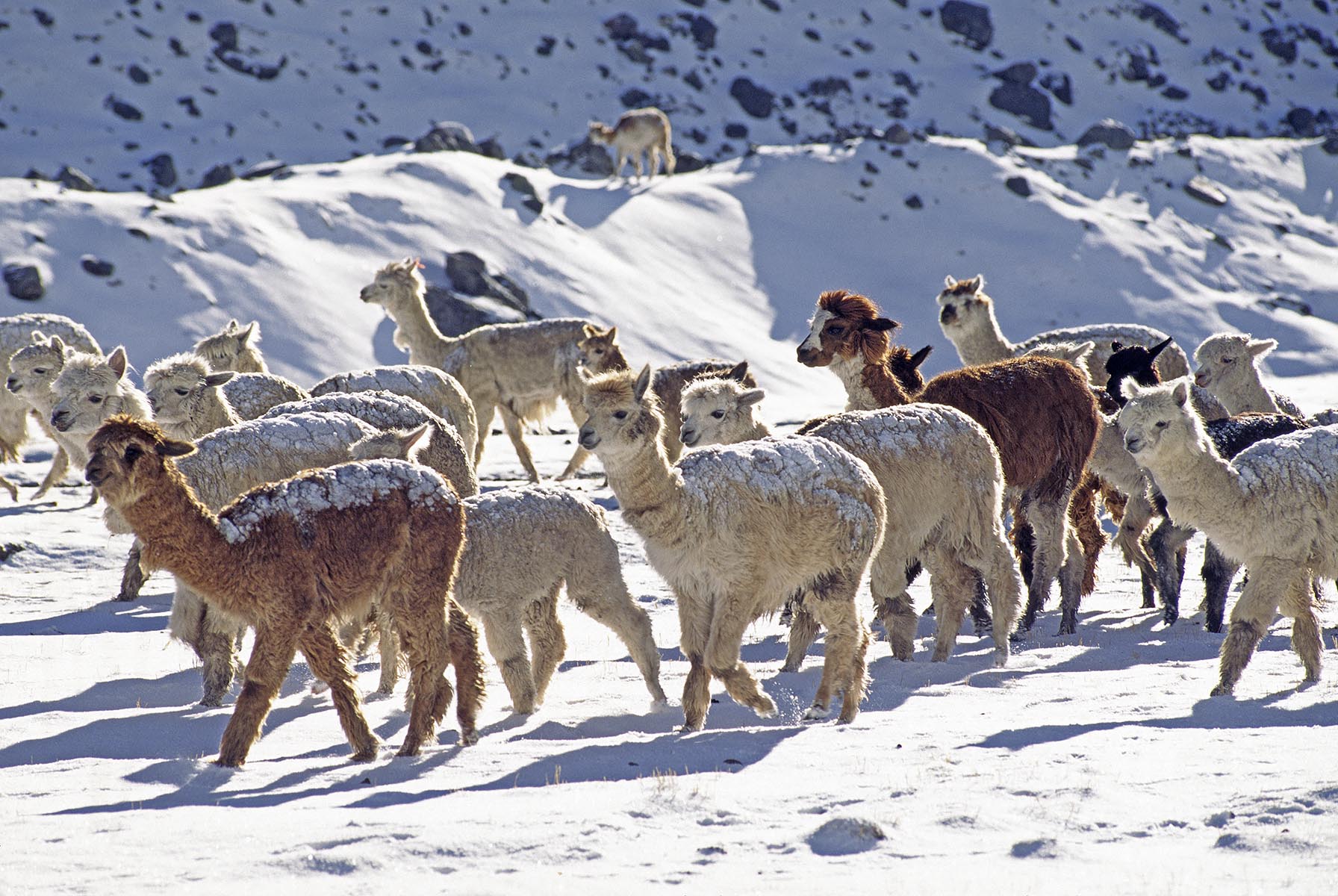 A herd of snow dusted ALPACAS look for food on AUZANGATE'S southwest shoulder - PERUVIAN ANDES
