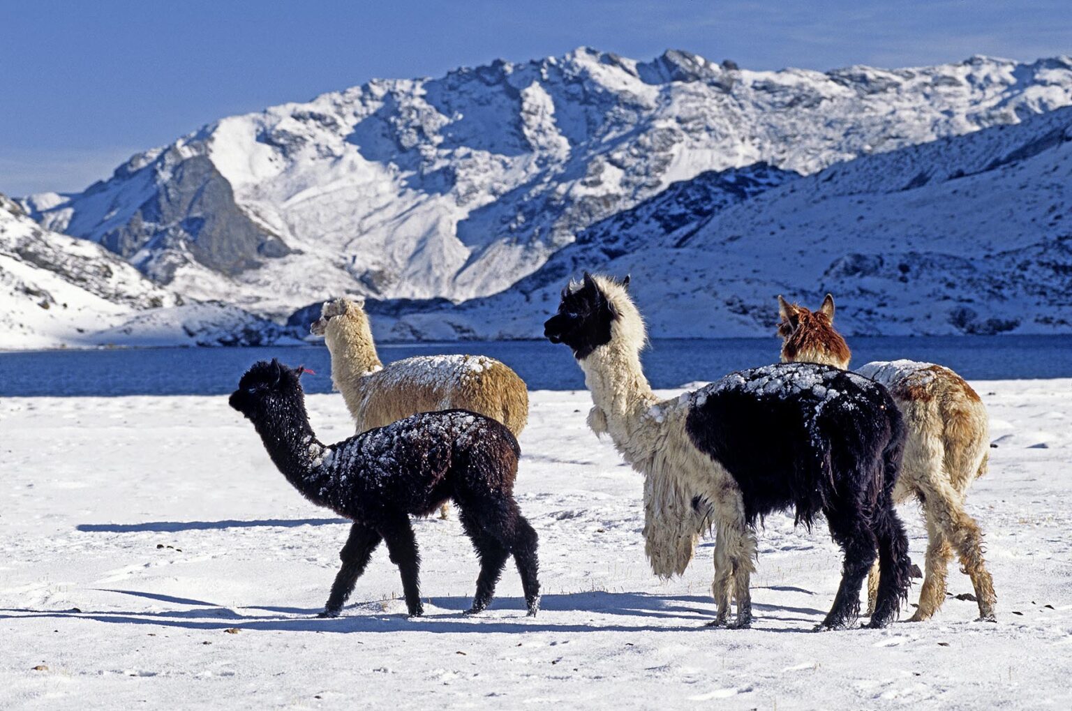 A herd of snow dusted ALPACAS pass by LAGUNA JATUN PUCACOCHA - AUZANGATE TREK, PERUVIAN ANDES