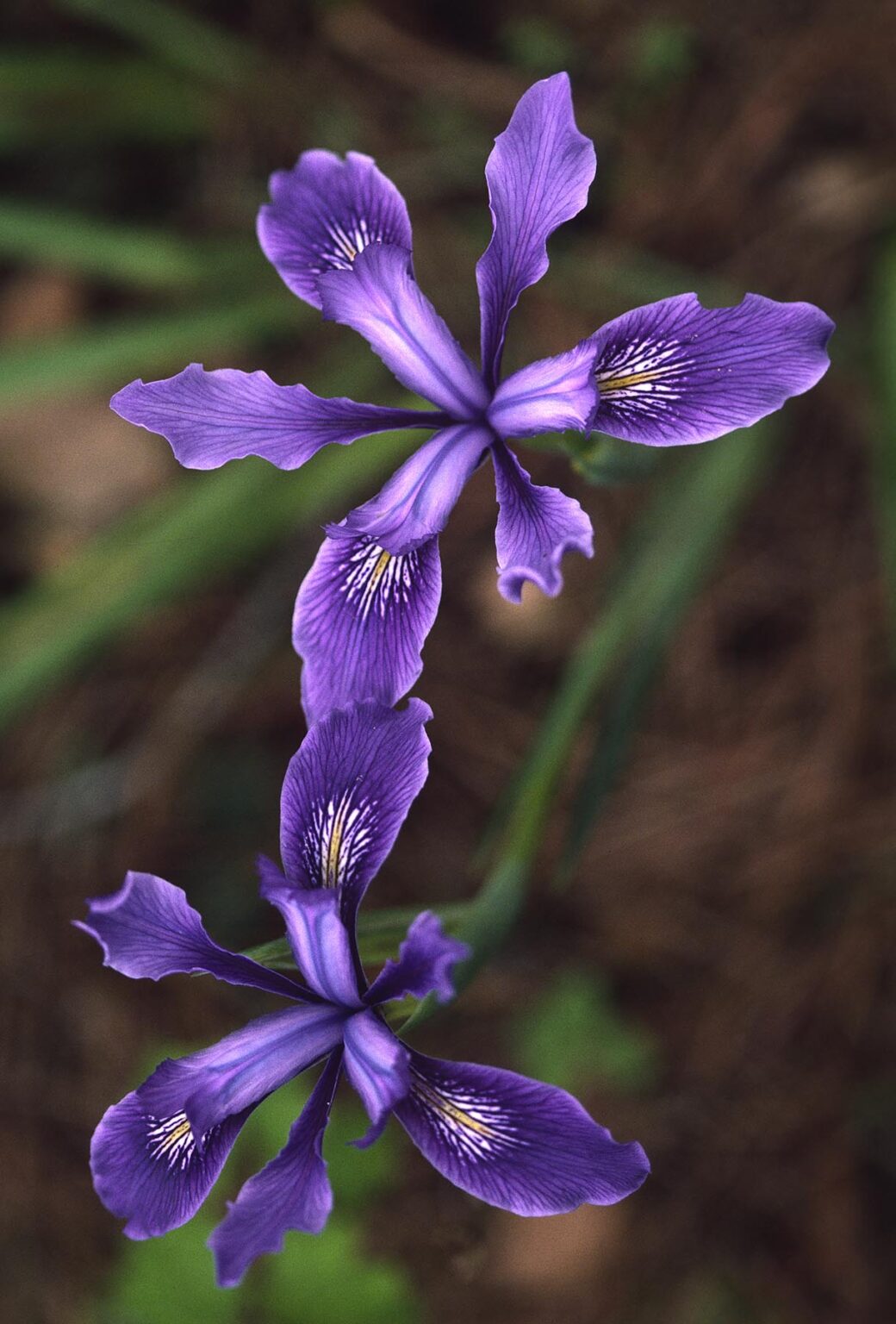 Wild PURPLE IRIS (I. versicolor) in bloom - POINT LOBOS STATE PARK, CALIFORNIA