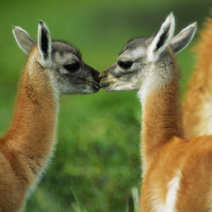 Two GUANACOS (Lama guanicoe) babies in TORRES DEL PAINE NATIONAL PARK - PATAGONIA, CHILE
