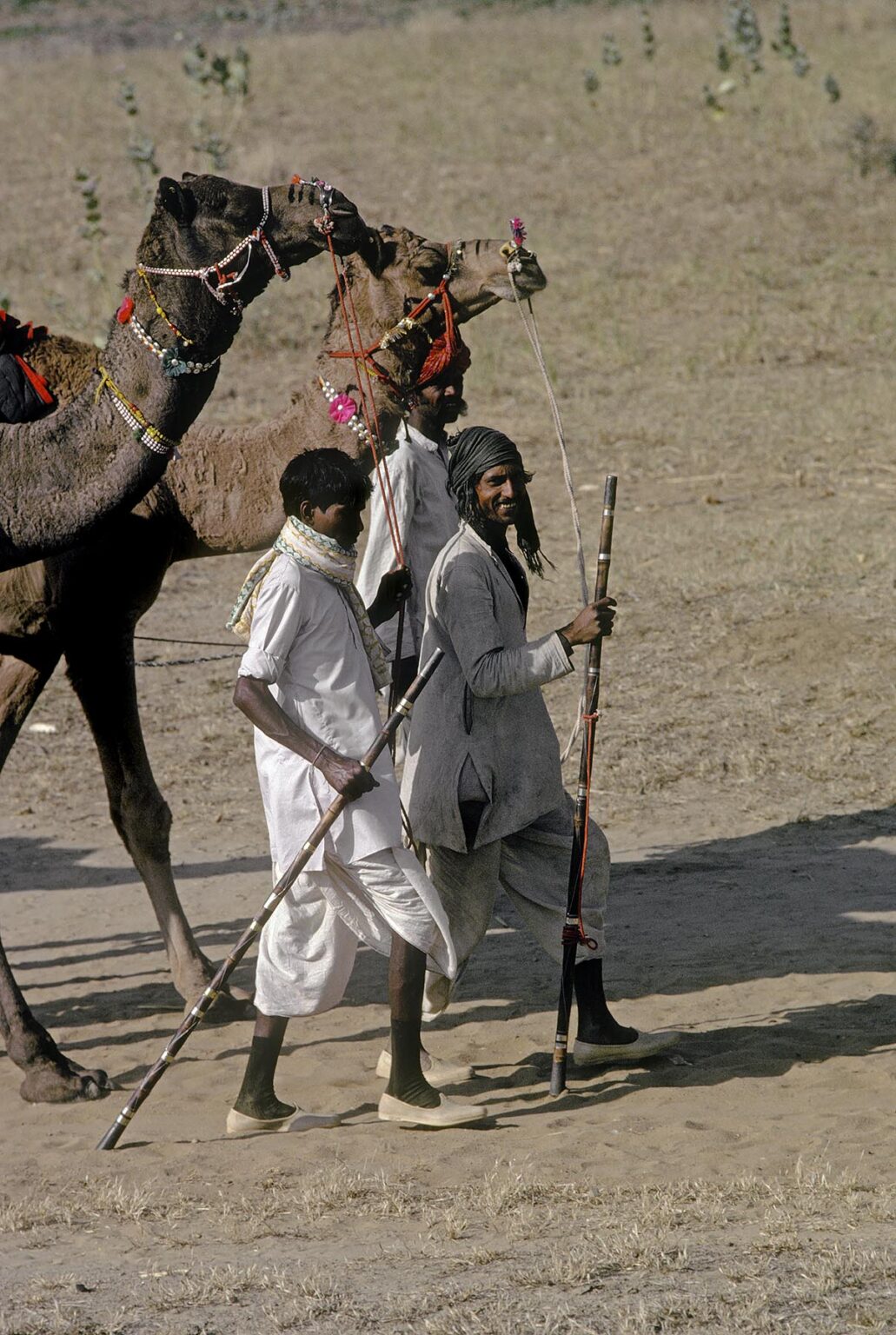 Nomadic HERDERS guide a CAMEL TRAIN toward the PUSHKAR CAMEL FAIR - RAJASTHAN, INDIA