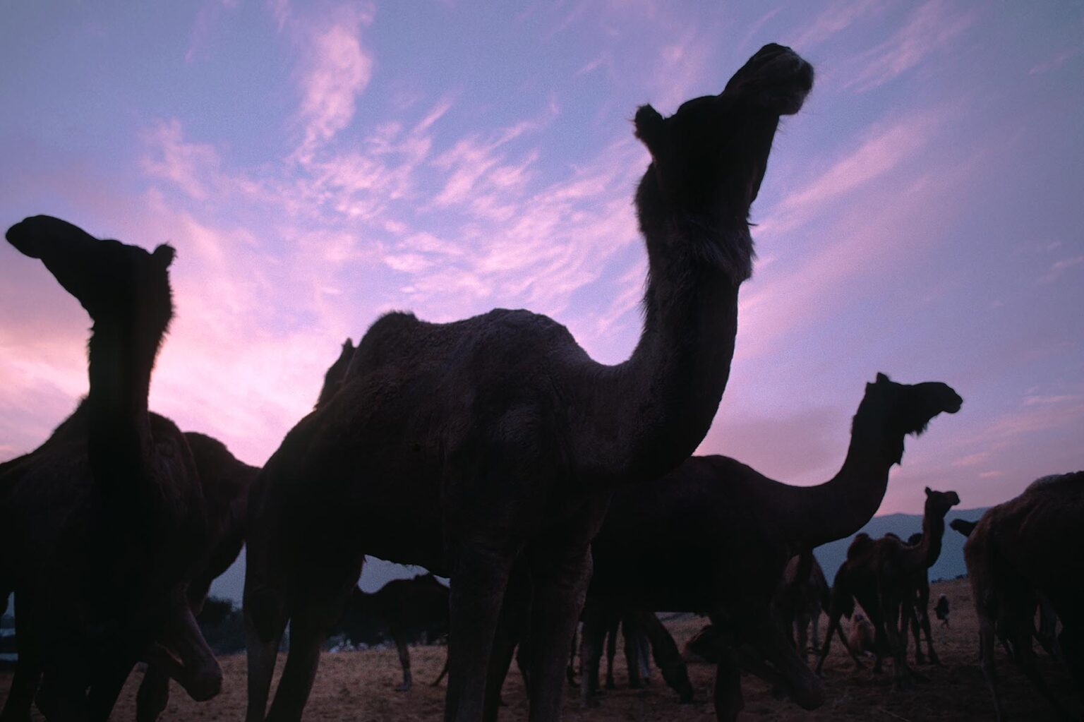 SUNRISE over a CAMEL TRAIN at the PUSHKAR CAMEL FAIR, a 5 day religious and commercial festival - RAJASTHAN, INDIA