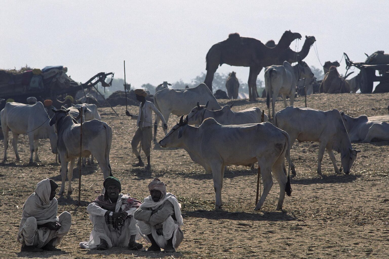 RAJASTHANI MEN among CATTLE and CAMELS at the PUSHKAR CAMEL FAIR, a 5 day religious festival - RAJASTHAN, INDIA