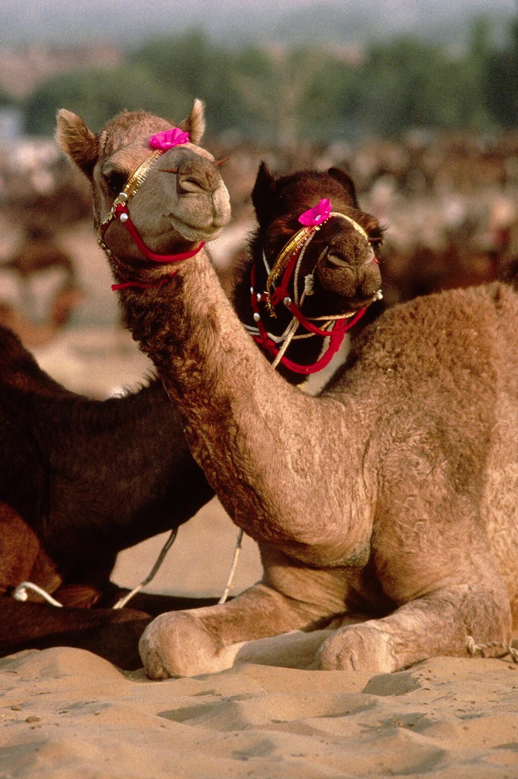 CAMELS with decorative JEWELRY on their face at the PUSHKAR CAMEL FAIR, a 5 day religious festival - RAJASTHAN, INDIA