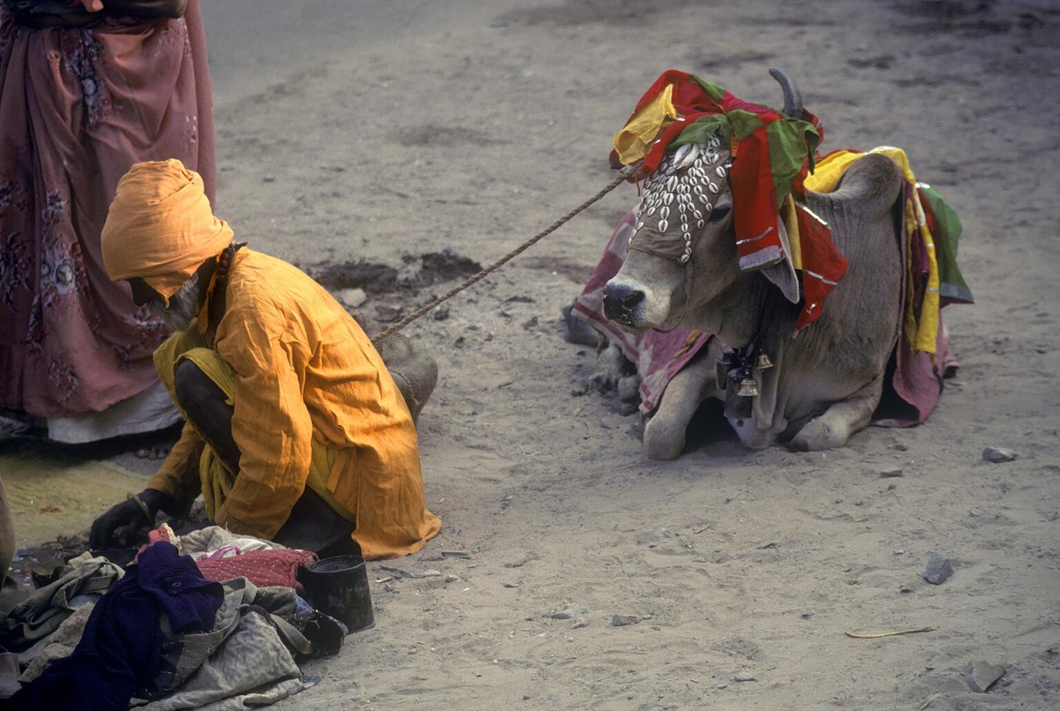 A SACRED COW and a HINDU HOLY MAN at the PUSHKAR CAMEL FAIR - RAJASTHAN, INDIA