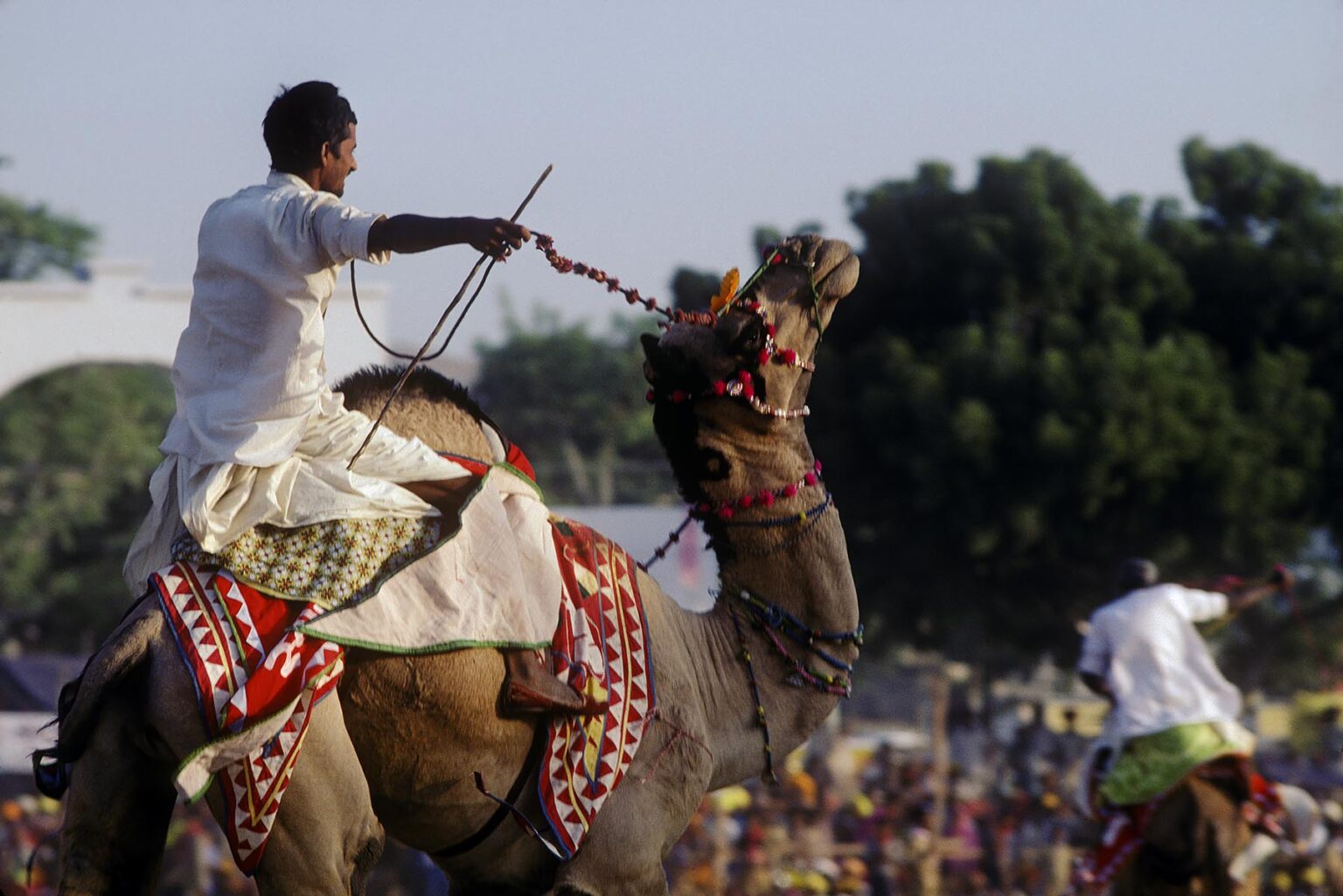 CAMEL RACES at the PUSHKAR CAMEL FAIR - RAJASTHAN, INDIA