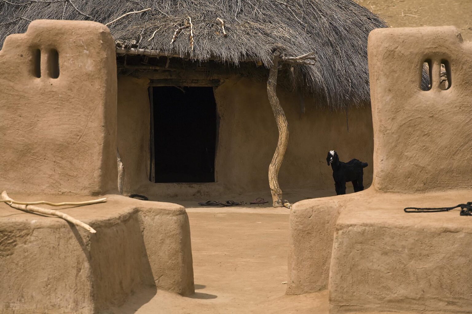 A classic MUD HOUSE with a GOAT in the village in the THAR DESERT near JAISALMER - RAJASTHAN, INDIA