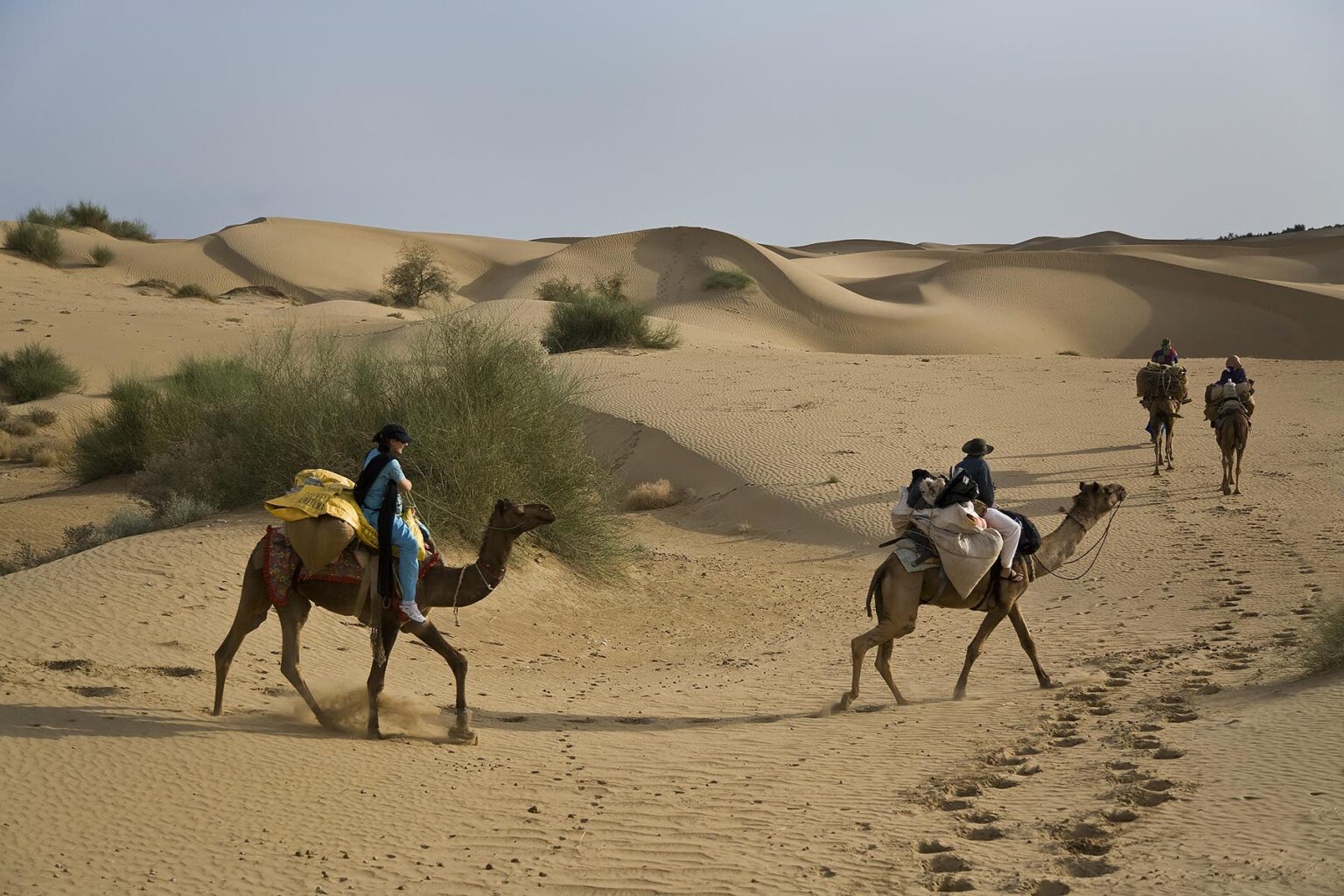 Travelers ride CAMELS through SAND DUNES in the THAR DESERT near JAISALMER - RAJASTHAN, INDIA - MR