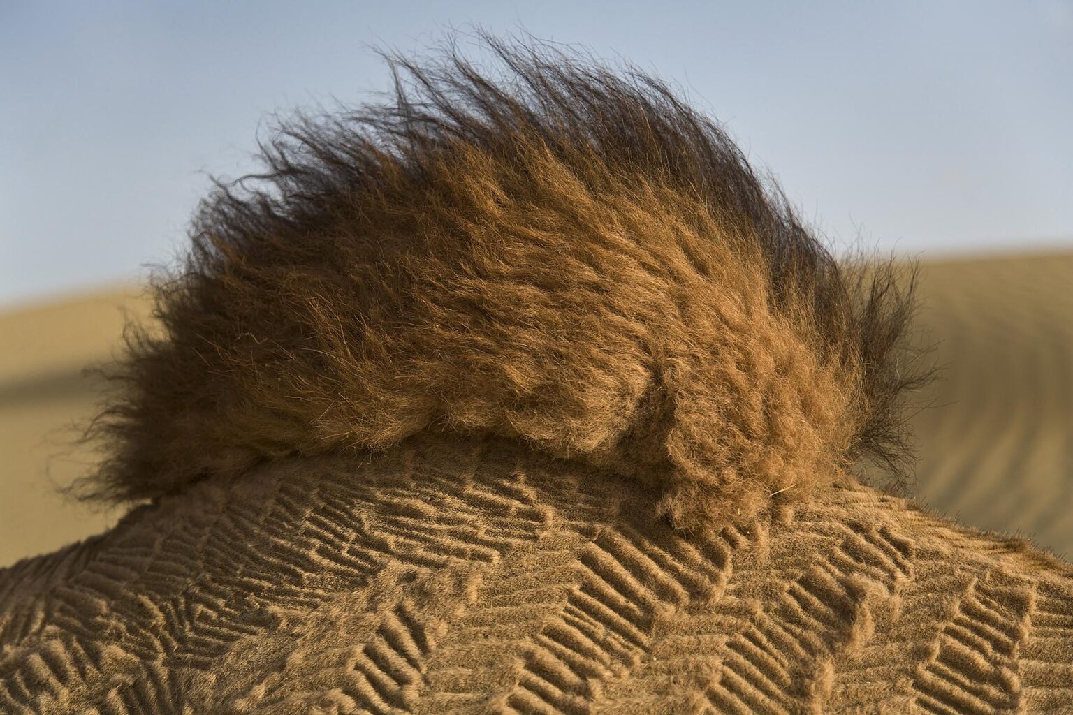 A young CAMELS (Camelus bactrianus) HUMP in the THAR DESERT - RAJASTHAN, INDIA