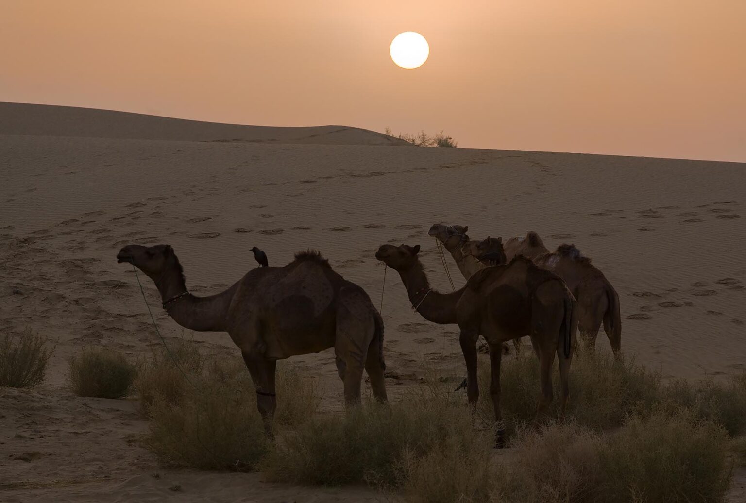 CAMELS (Camelus bactrianus) seem to enjoy the SUNSET in the THAR DESERT near JAISALMER - RAJASTHAN, INDIA