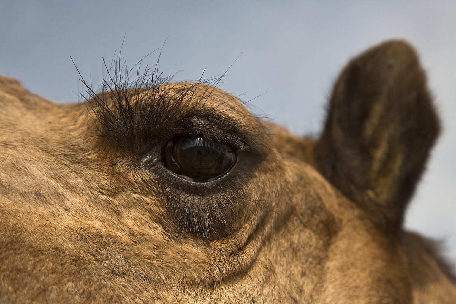 A CAMELS (Camelus bactrianus) EYE and EYE LASHES in the THAR DESERT - RAJASTHAN, INDIA