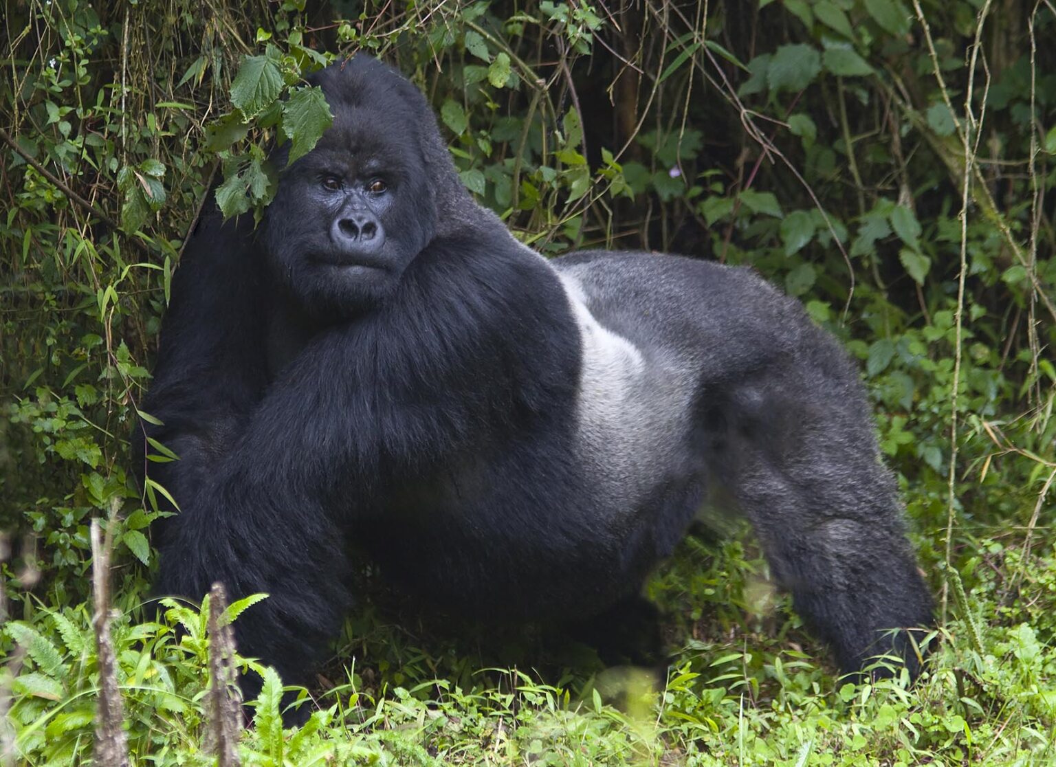 GORUNDHA, of the SABYINYO GROUP, is the largest alpha male SILVER BACK in VOLCANOES NATIONAL PARK - RWANDA
