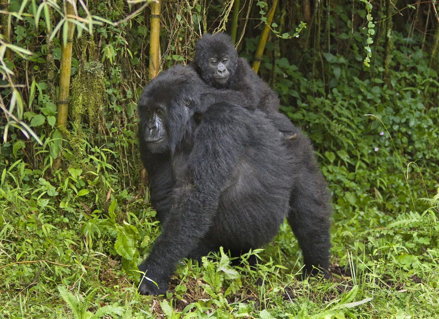 Mother and baby MOUNTAIN GORILLAS (Gorilla beringei beringei) of the SABYINYO GROUP in VOLCANOES NATIONAL PARK - RWANDA