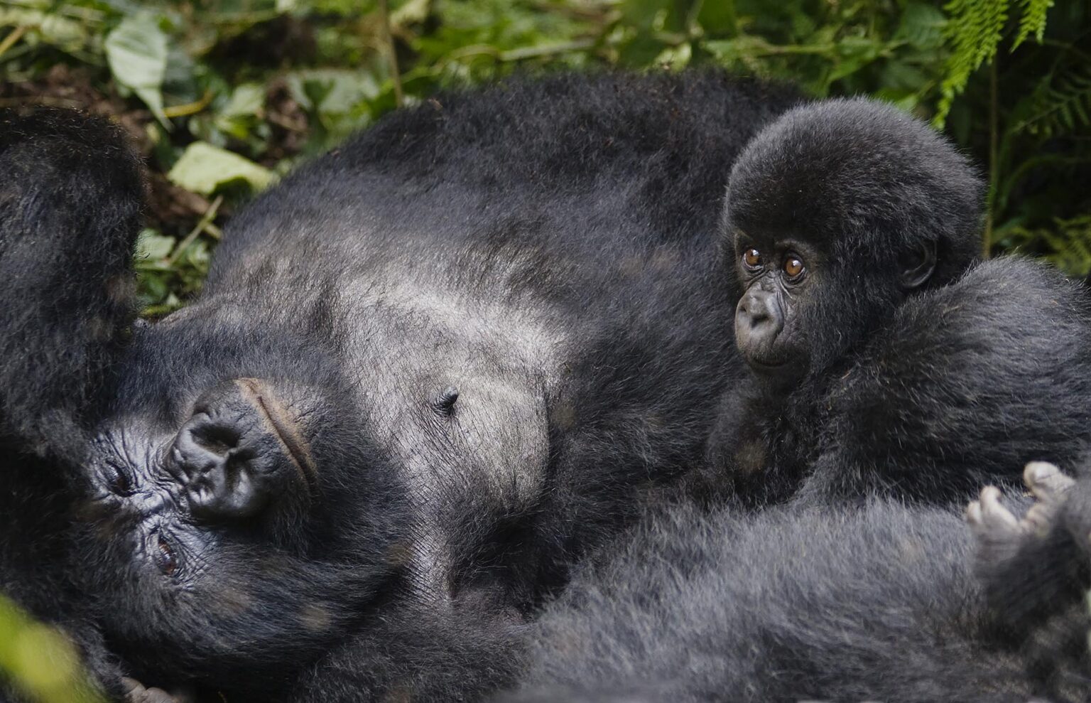 Mother and baby MOUNTAIN GORILLAS (Gorilla beringei beringei) of the KWITONDA GROUP in VOLCANOES NATIONAL PARK - RWANDA, AFRICA