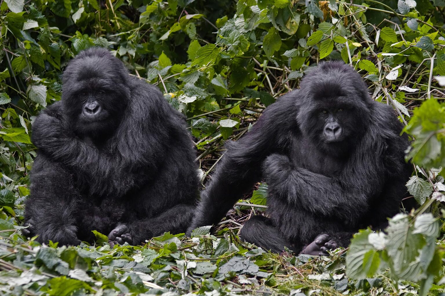 Two brother MOUNTAIN GORILLAS (Gorilla beringei beringei) of the KWITONDA GROUP in VOLCANOES NATIONAL PARK relax in a nest - RWANDA