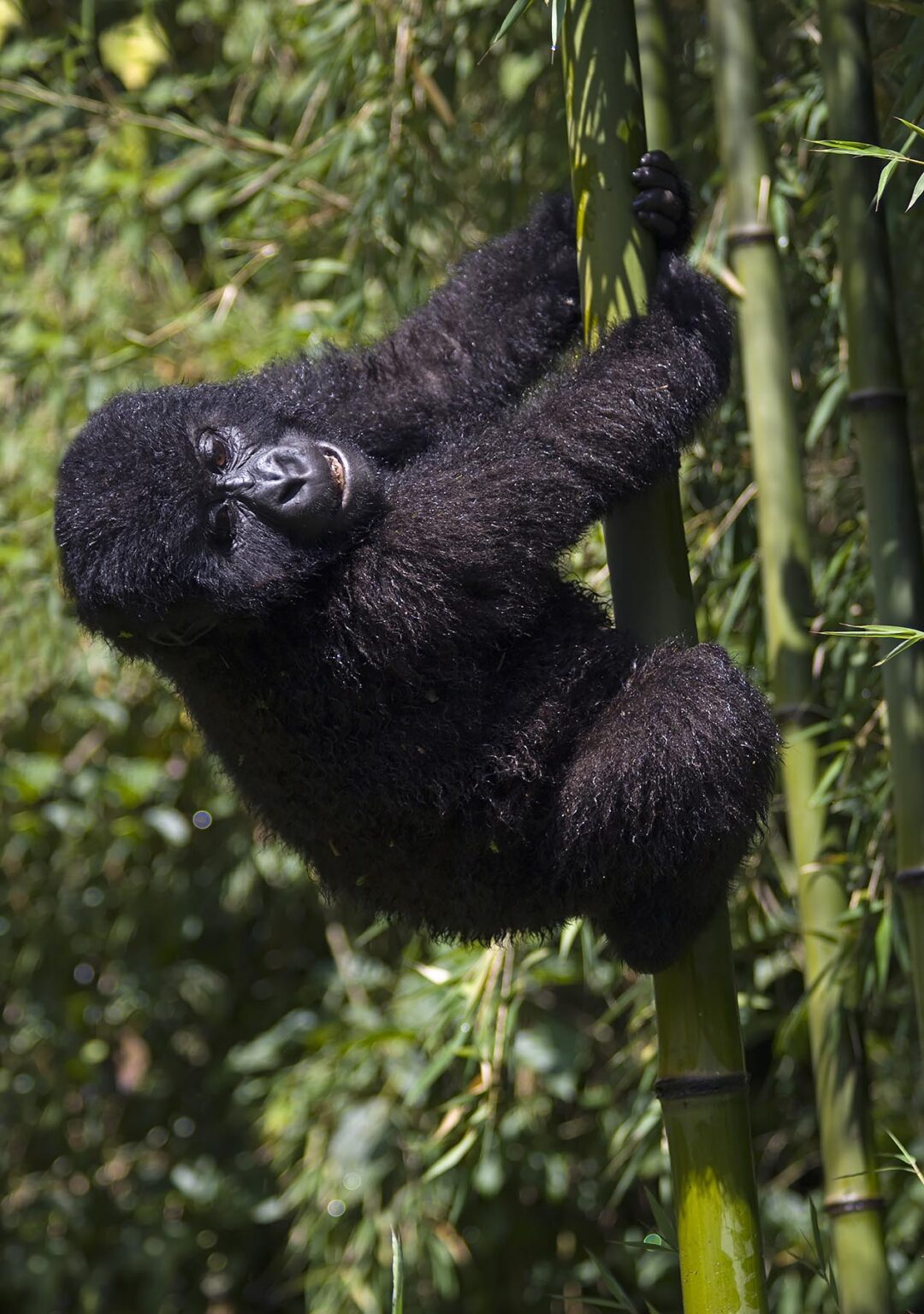 A baby MOUNTAIN GORILLA (Gorilla beringei beringei) climbs bamboo in the PARK NATIONAL DE VOLCANS or VOLCANOES NATIONAL PARK - RWANDA, AFRICA