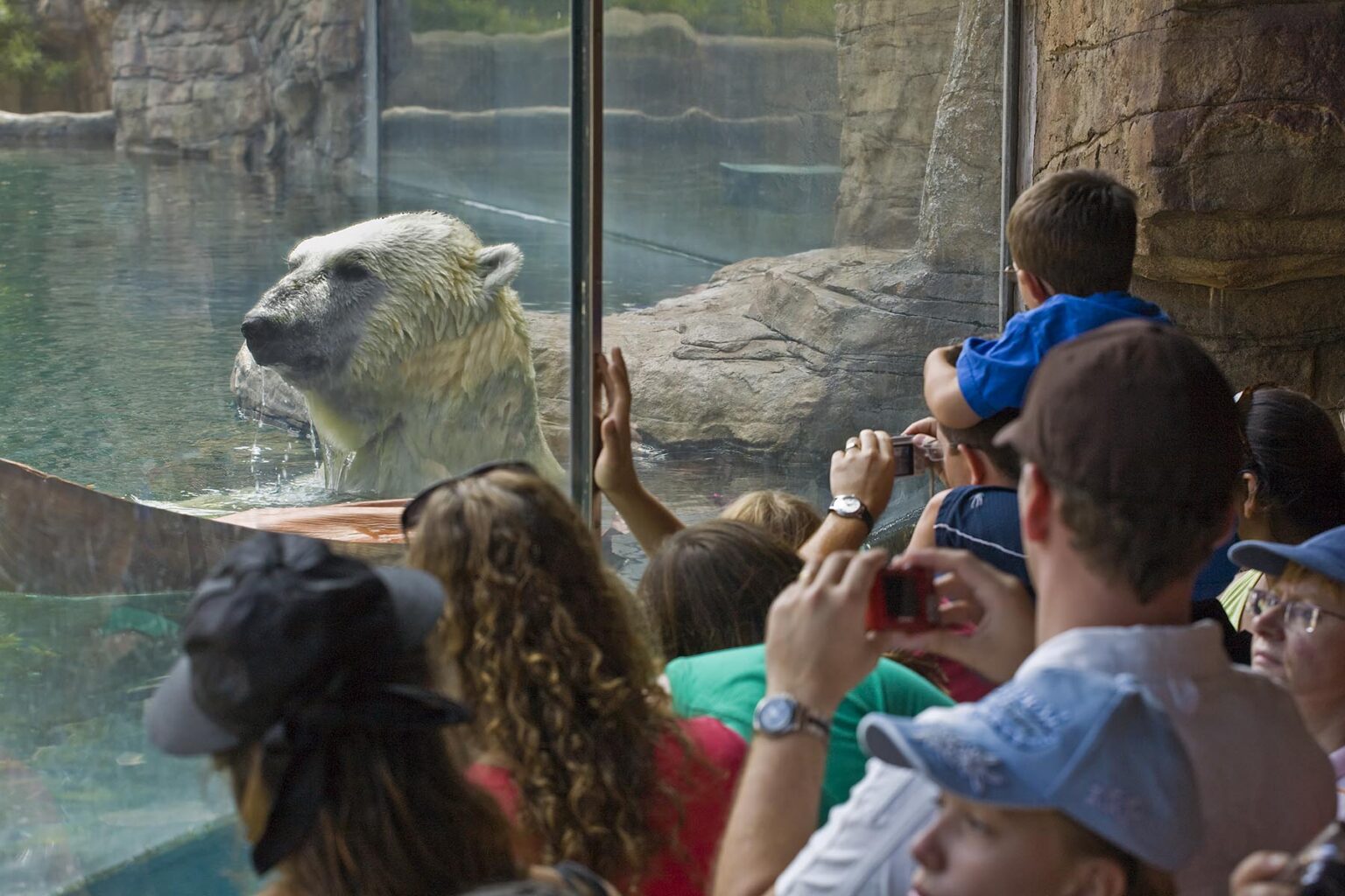A POLAR BEAR (Ursus maritimus) in a pool is a real crowd pleaser at the SAN DIEGO ZOO - CALIFORNIA
