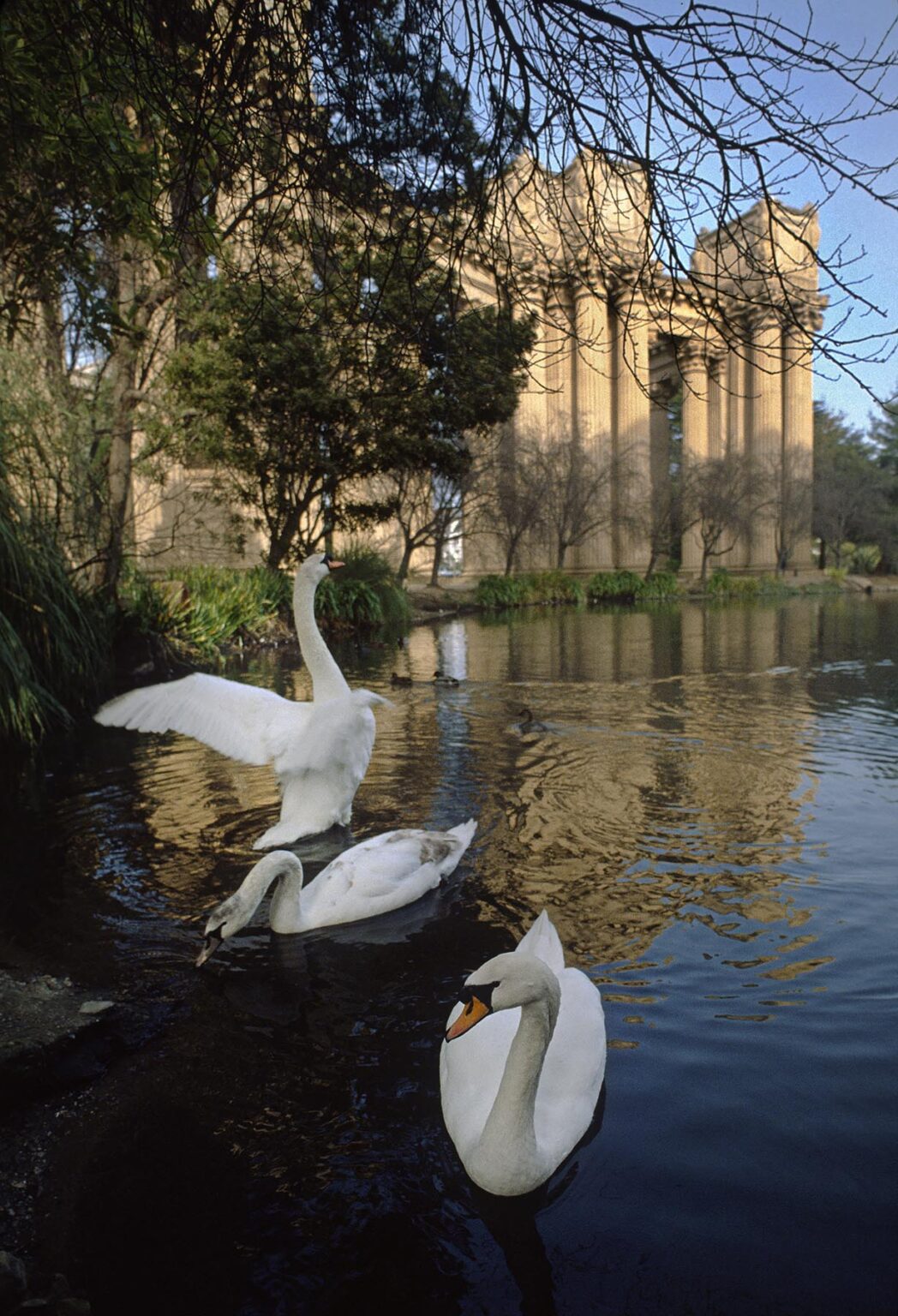 SWANS on the POND in front of COLUMNS at PALACE OF FINE ARTS - SAN FRANCISCO, CALIFORNIA, USA