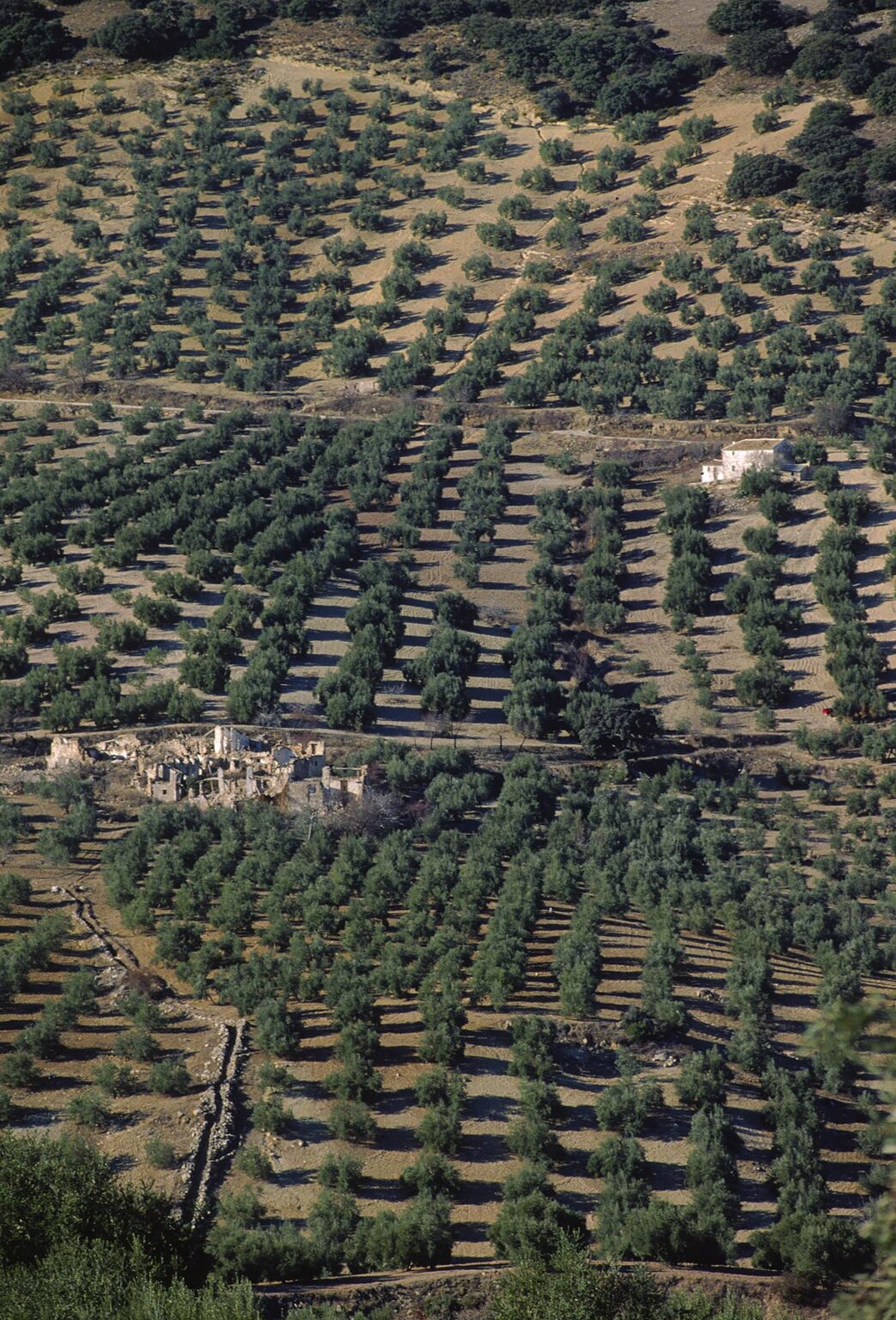 A RUINED HACIENDA is surrounded by thriving OLIVE GROVES outside of GRANADA - SPAIN