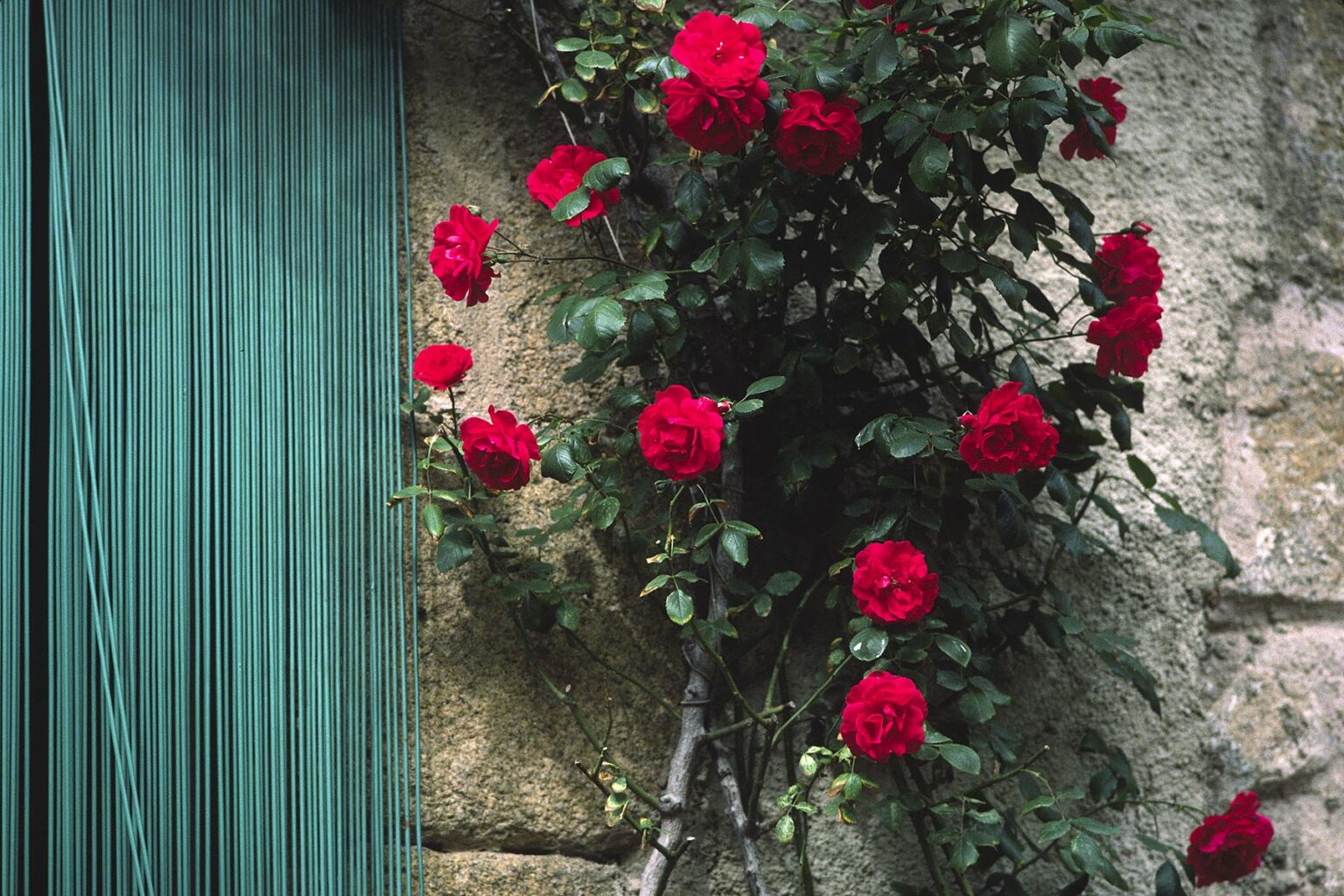 RED ROSE BUSH with GREEN BEADED DOORWAY - COSTA BRAVA, SPAIN