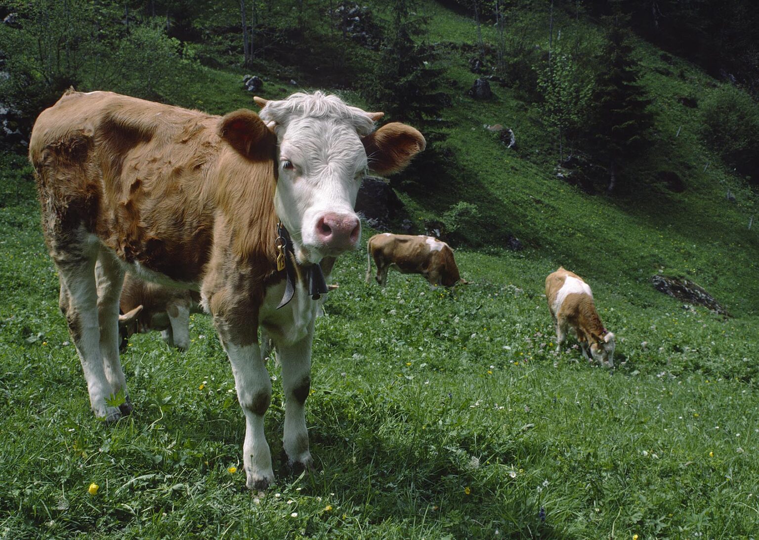 BEEF COW grazes in the INTERLAKEN AREA of the SWISS ALPS -  SWITZERLAND