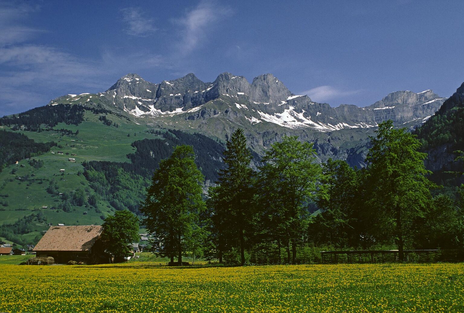 A CHALET in a field of YELLOW WILDFLOWERS in the INTERLAKEN AREA of the SWISS ALPS -  SWITZERLAND