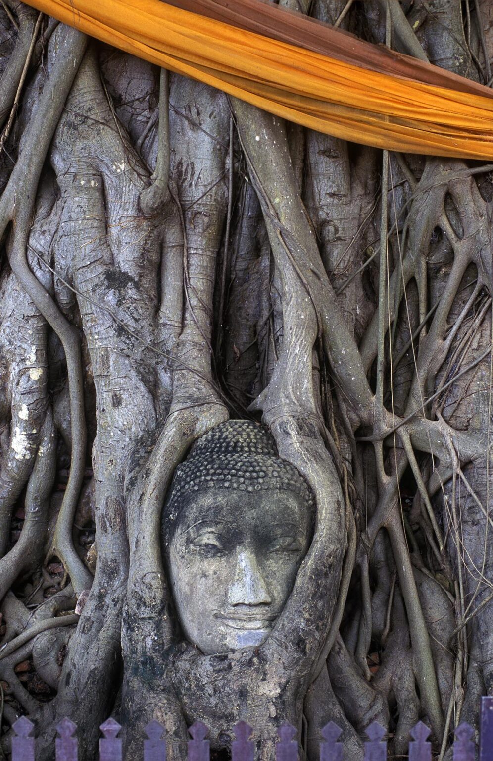 BUDDHA HEAD embedded in a BANYAN TREE at WAT MAHATHAT built in 1374 AD by King Boromaraja - AYUTTHAYA, THAILAND