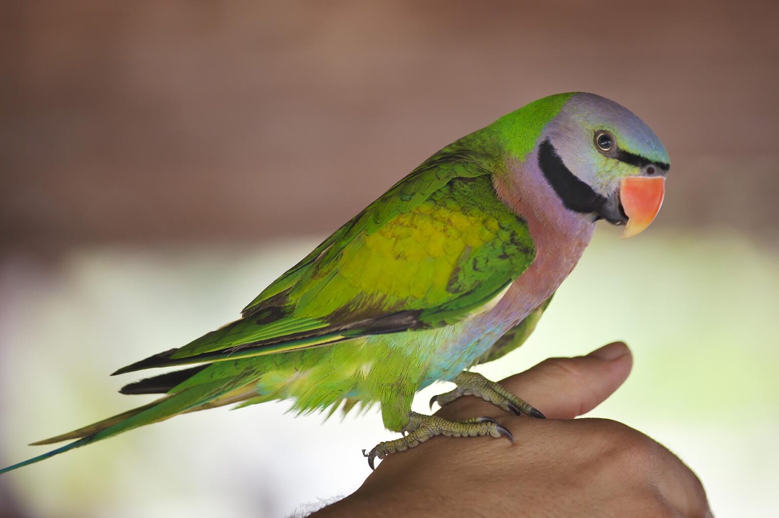 A PARAKEET on KOH PHRA THONG ISLAND located in the Andaman Sea - THAILAND