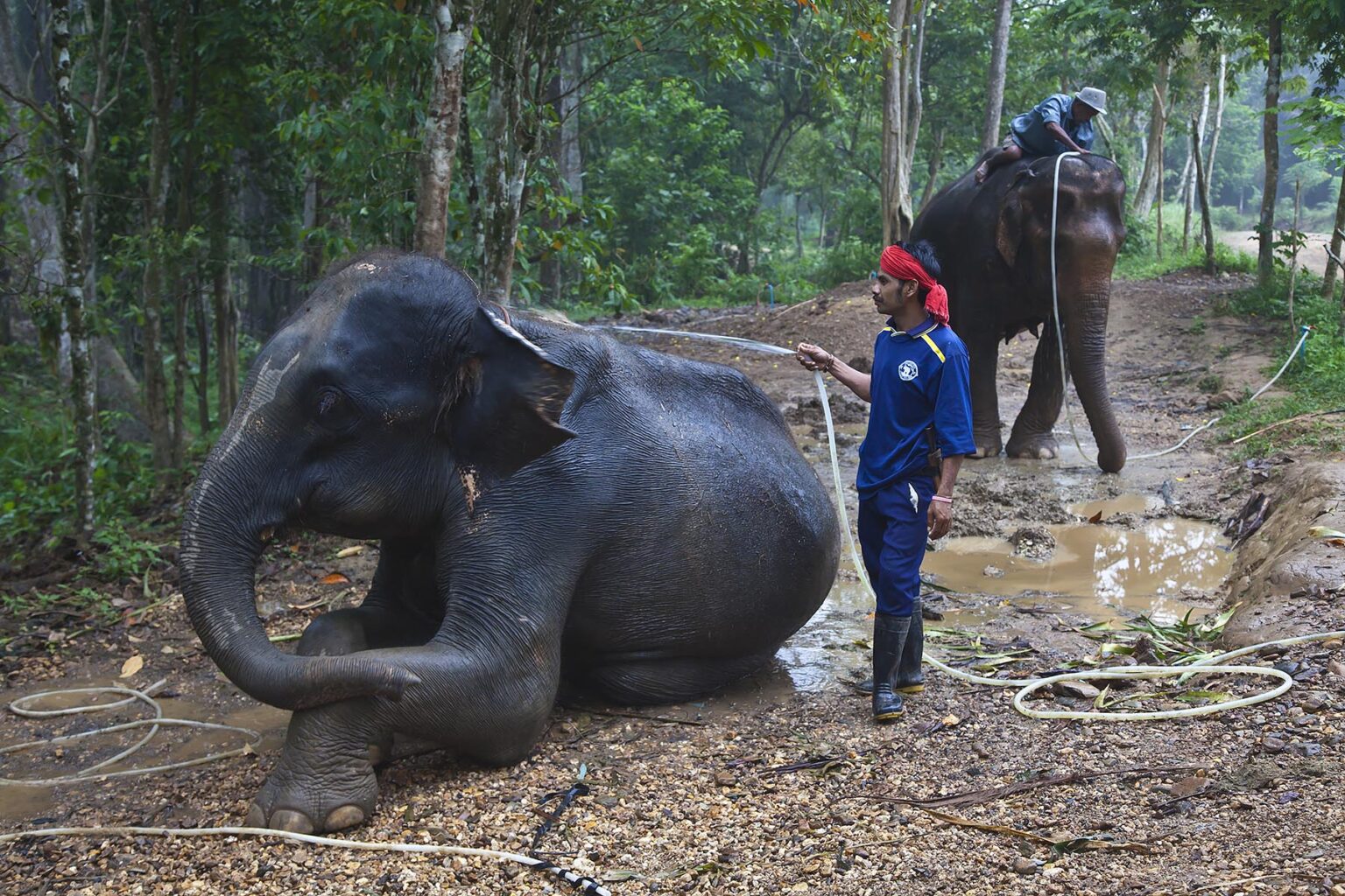 MAHOUTS wash their elephants each day before the guest arrive near KHAO SOK NATIONAL PARK - SURAI THANI PROVENCE, THAILAND