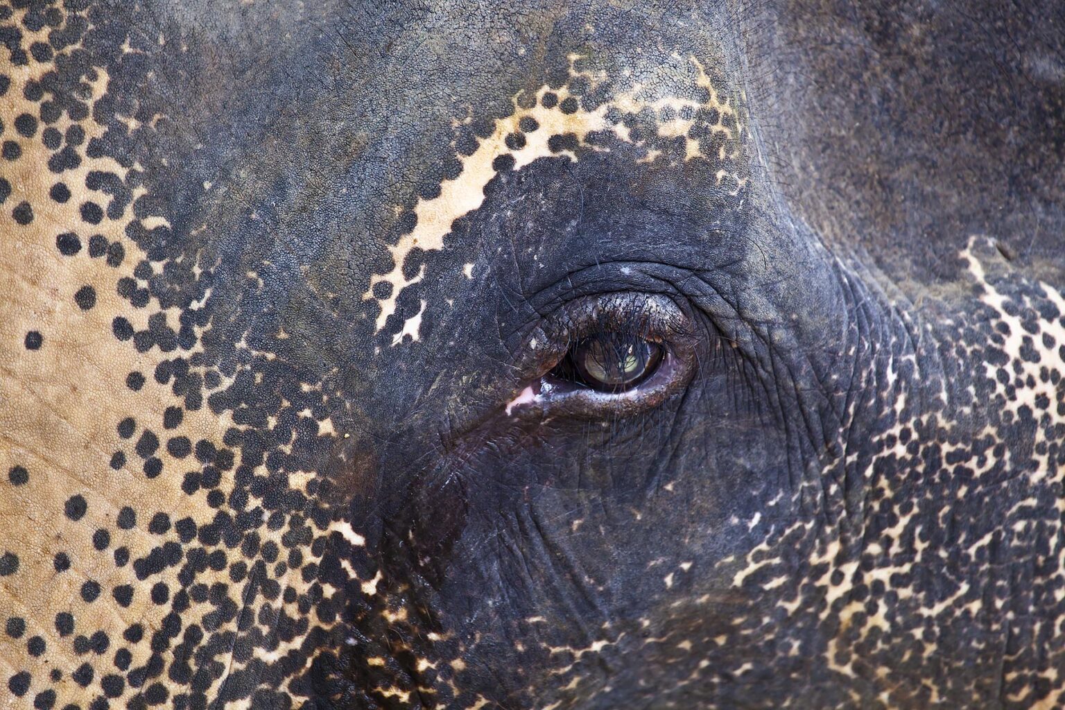 EYE of an Asian elephant at a camp near KHAO SOK NATIONAL PARK - SURAI THANI PROVENCE, THAILAND