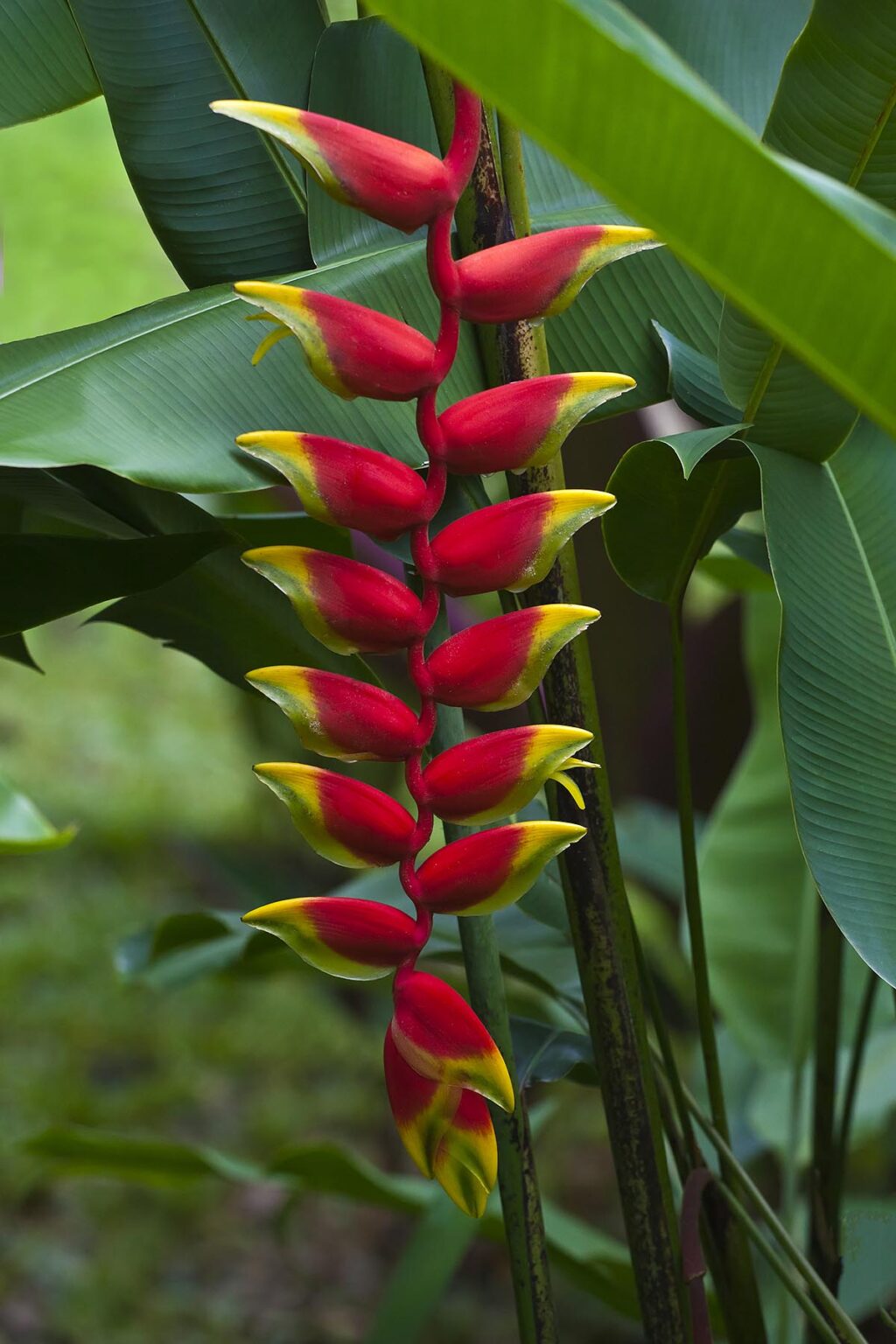 The beautiful (Heliconia rostrata) know as the LOBSTER CLAW or FALSE BIRD OF PARADISE - THAILAND