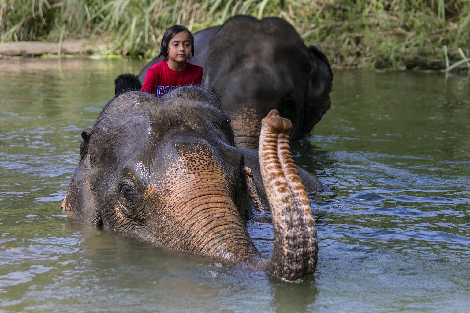Washing elephants is the human way to support these animals and their mahoots - KHAO SOK, THAILAND