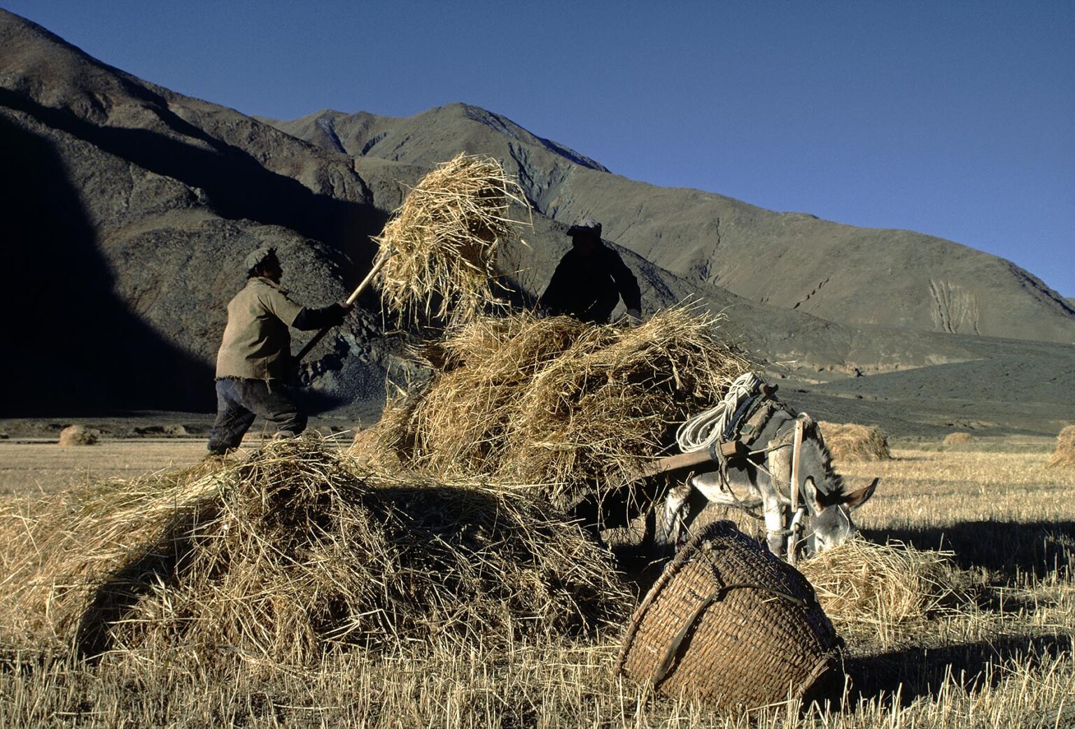 Tibetan farmers harvest barley straw with a horse drawn cart - Gyantse Valley, Tibet