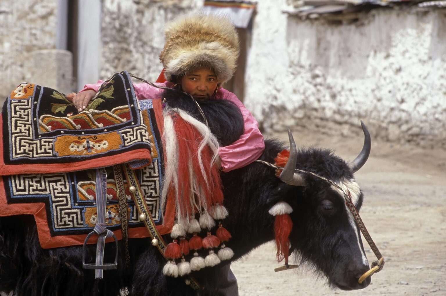 TIBETAN GIRL with FOX FUR HAT rests on her fully saddled YAK - LHASA, TIBET