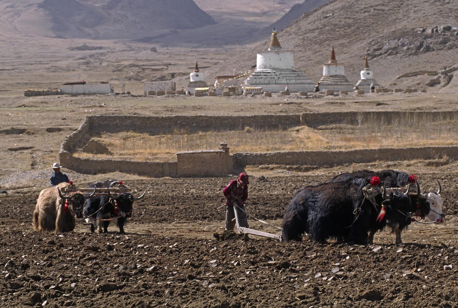 TIBETANS PLOW the land with YAKS preparing the soil for planting near their village - CENTRAL TIBET