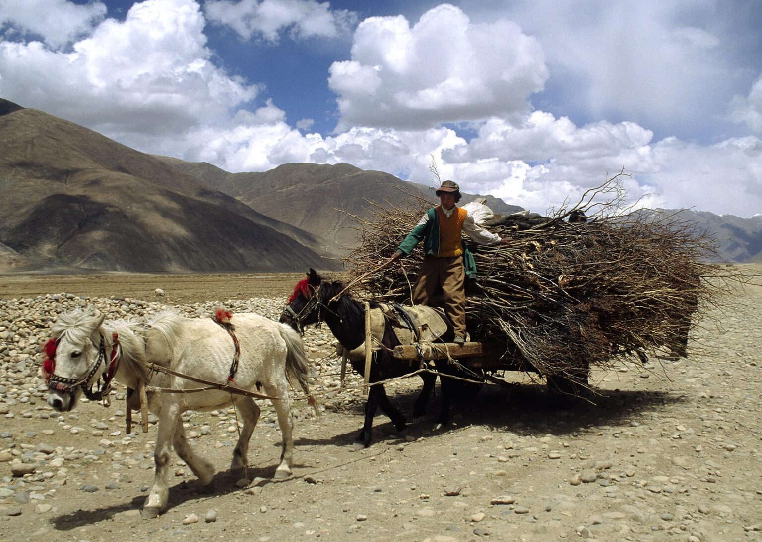 A HORSE DRAWN CART loaded with FIREWOOD in the KYICHU RIVER VALLEY - CENTRAL TIBET