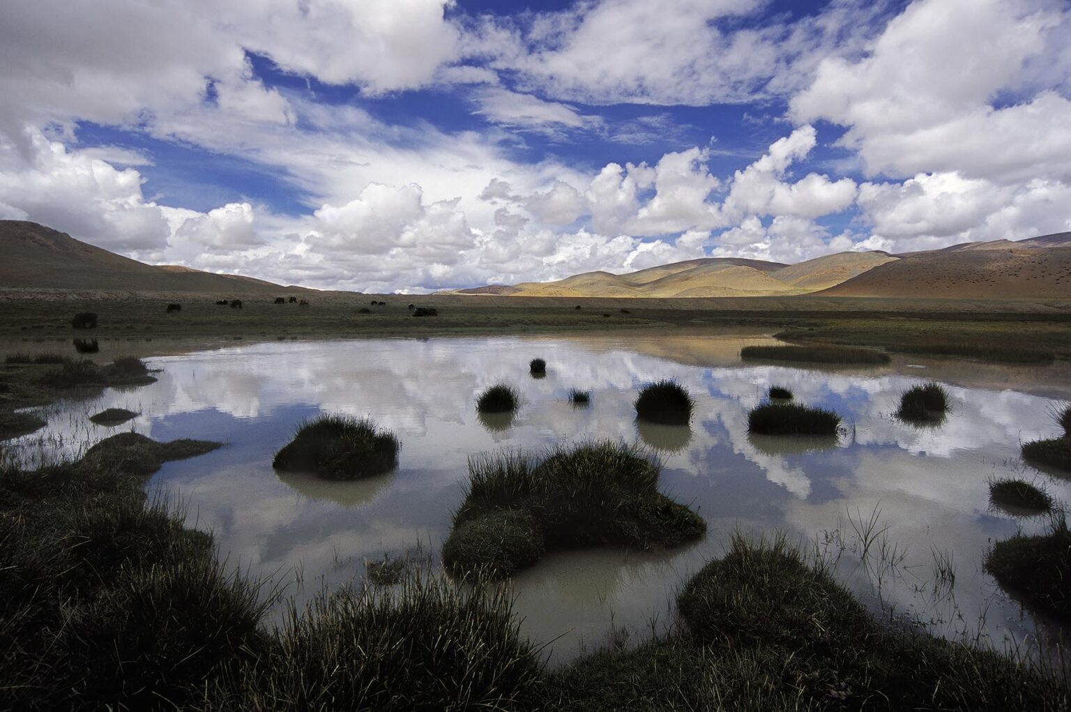 CLOUDS reflect in stream as YAKS graze on the TIBETAN PLATEAU - Southern route to MOUNT KAILASH, TIBET