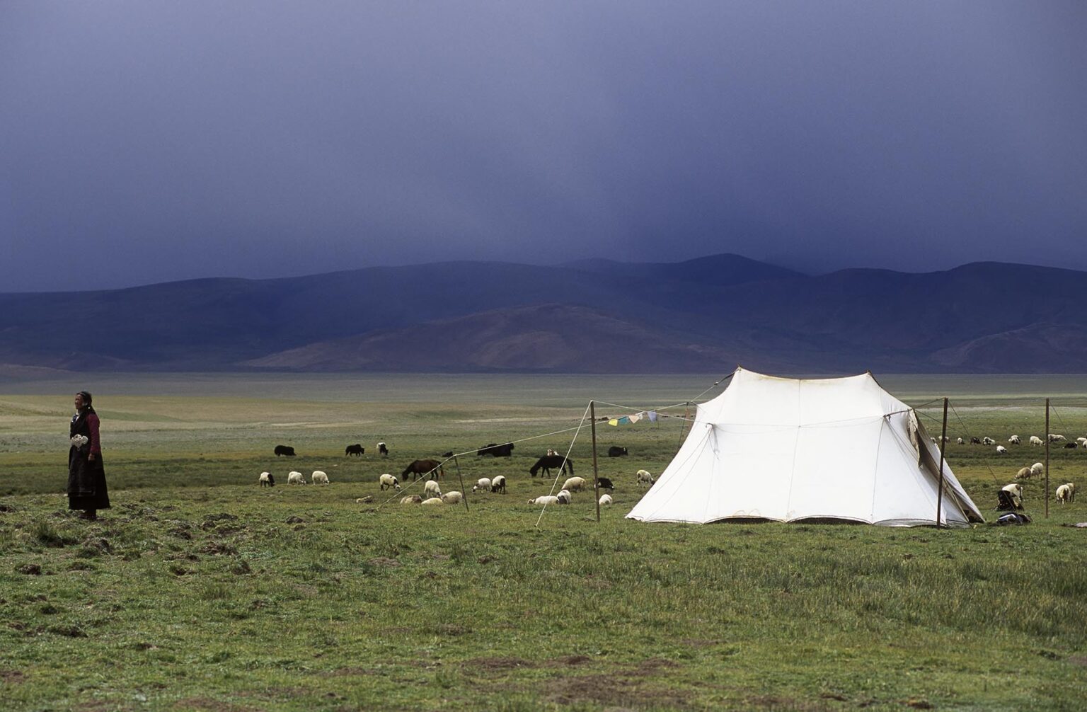 A DROKPA (Tibetan nomad) walks near her TENT watching her SHEEP,YAKS and PONIES - Southern route to MOUNT KAILASH, TIBET
